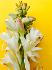 Fototapeta na wymiar A bouquet of white tuberose flowers. It’s a very nice symbol for celebration and fes
