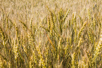 Wheat plants close up, wheat herbs growing in the field