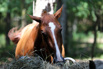 Young mares eating hay in the wood under trees