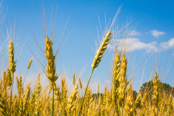 Obraz premium Wheat plants close up, wheat herbs growing in the field