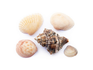  Exotic sea shells isolated on white background