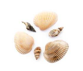  Exotic sea shells isolated on white background