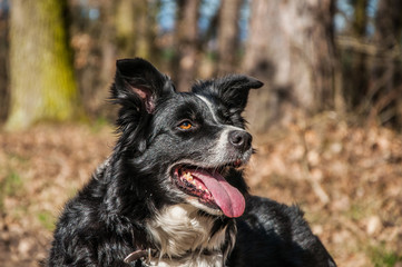 Animal - Dog - Border Collie