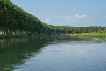 Gli alberi di pioppo costeggiano il canale d'acqua