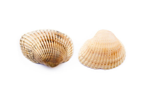  Exotic sea shells isolated on white background