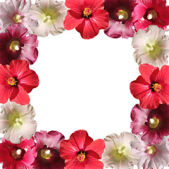 Fototapeta na wymiar Beautiful floral background of hibiscus and mallow 