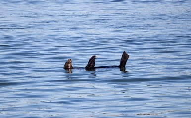 Sea Lion floating on it's back in the ocean and relaxing