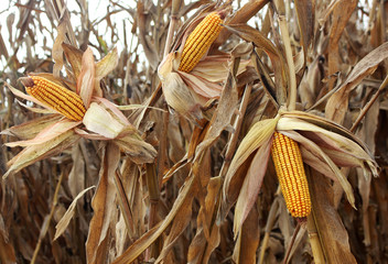 Corncob. A corn field during summer afternoon in rural © sebboy12