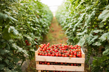 Tomatoes harvest. Woden boxes with red tomatoes prepared for sale in greenhouse
