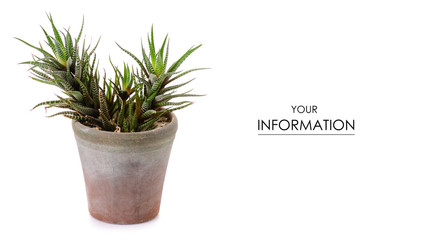 Pot with plant leaves pattern on white background isolation