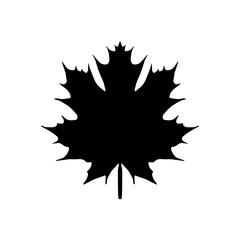 maple leaf. vector icon