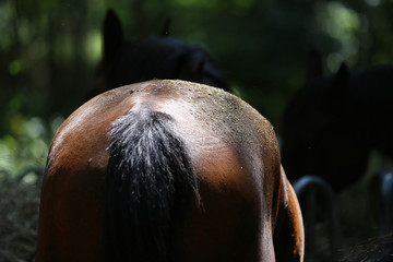 Young mares eating hay in the wood under trees