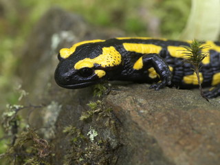 Feuersalamander am Waldboden