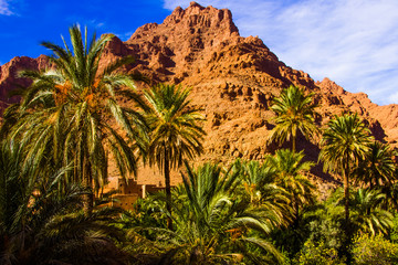 Fototapeta na wymiar Beautiful landscape of palm oasis close to Tinghir, Morocco in Africa