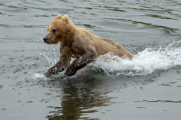 Obraz premium kodiak bear