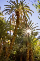 Schöne Palmen in Oase in der Nähe von Tinghir, Marokko in Afrika © pszabo