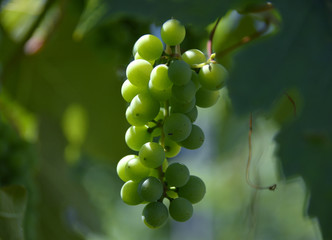 Wine Grapes