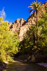 Beautiful landscape of palm oasis close to Tinghir, Morocco in Africa