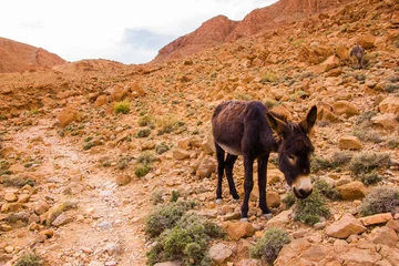 Foto op Plexiglas Atlas Mountains Donkey, Tinghir, Morocco in Afrika © pszabo
