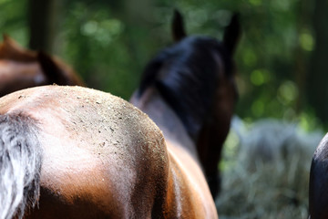 Young mares eating hay in the wood under trees