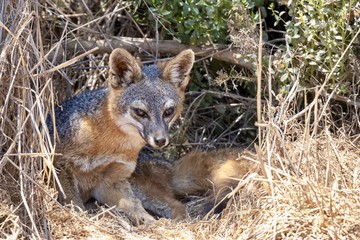 Naklejka na ściany i meble Catalina Island Fox in its den 