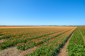 Fototapeta na wymiar Colorful tulip fields just behind the dunes on the island of Texel, Netherlands.