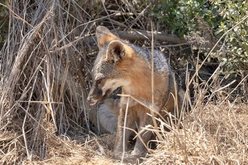 Catalina Island Fox in its den 