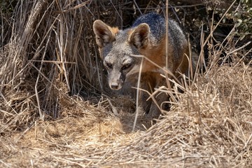 Catalina Island Fox in its den 