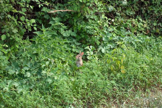 piccolo coniglio selvatico nascosto nella vegetazione