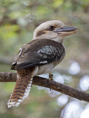 Kookaburra on a tree branch