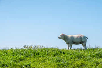 Sheep maintain short the grass on top of the dyke.