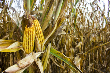Corncob. A corn field during summer afternoon in rural © sebboy12