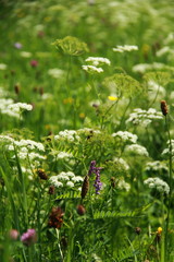 Wildblumenwiese