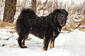 Bitch dog breed Tibetan Mastiff standing in the snow