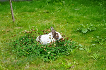 Bunny in the grass