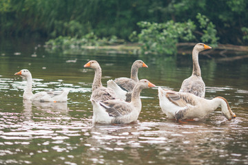 A herd of beautiful white geese floating in a pond near a farmhouse. Vintage toning.