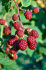 blackberries ripening on the bush in summer in the garden.