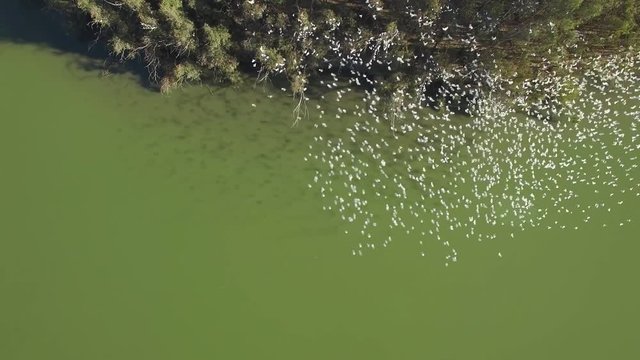 Slow descend above hunderds of white parrots flying together over water. Murray River, Riverland, South Australia