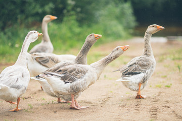 A herd of beautiful white geese walking in a meadow near a farmhouse. Vintage toning.