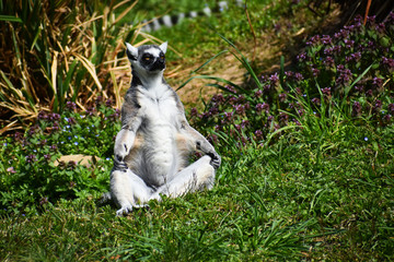 Sassy Lemur