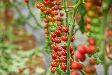 Ripe cherry tomatoes ready to pick in a greenhouse.