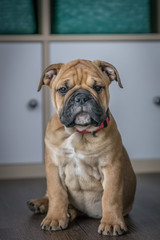 Old english bulldog 2 month female