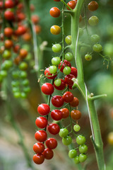 Ripe organic cherry tomatoes in garden house ready to harvest growth. Agriculture harvest