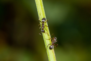 Two ants meet on a stem of a flower