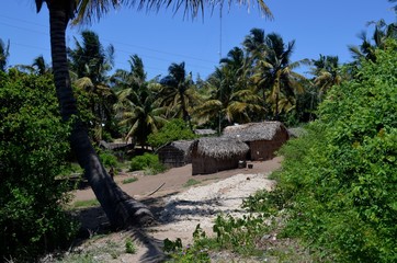 Mozambique Palms Tree