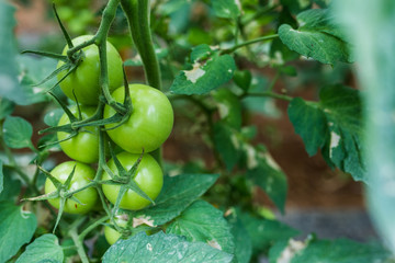An orchard growing tree tomatoes in greenhouse. Tomatoes harvest.