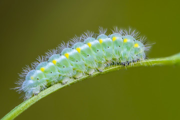 Caterpillar of butterfly zygaena viciae emerald color