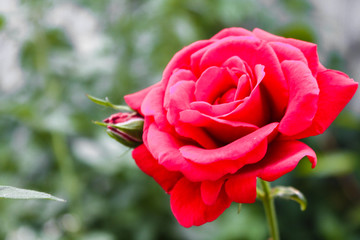 Blooming rose flower close up, colorful and vivid plant, natural background