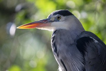 Grey heron portrait