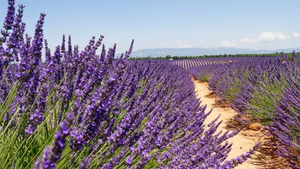 Gardinen Lavendelfelder Provence © Nioryk